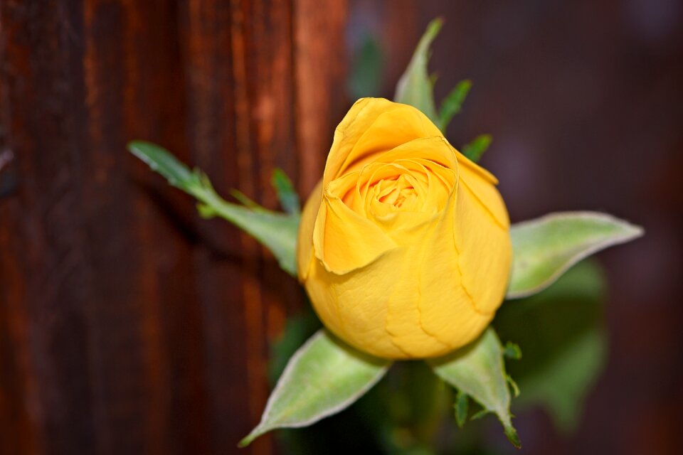 Yellow flower blossom bloom