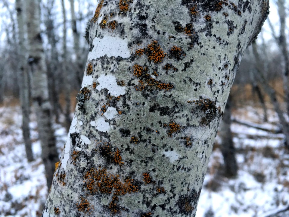 2018/365/322 Aspen Delight