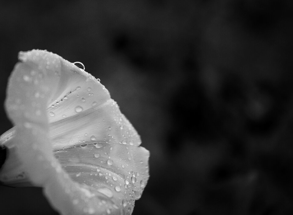 Romantic romance plant