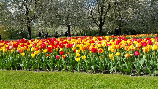 Flowers colors garden