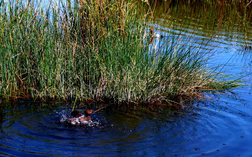 TABLAS DE DAIMIEL, (CIUDAD REAL). SPAIN.