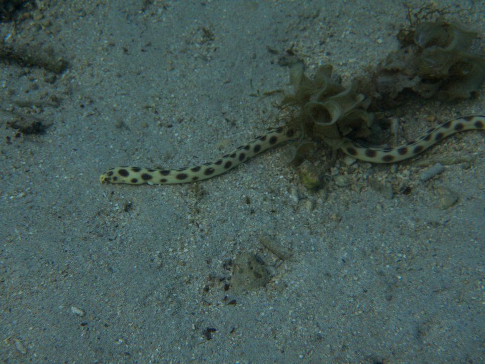 Mauritius Water Snake