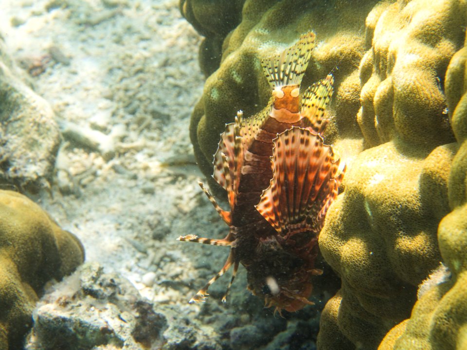 Mauritius Snorkeling