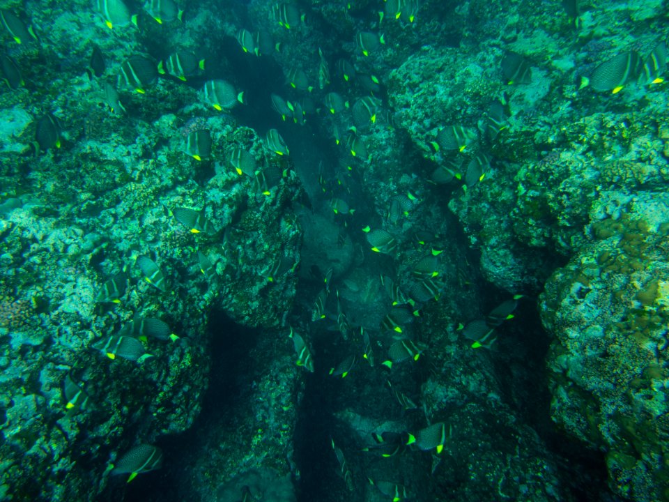 Marine Life Coral Reef Mauritius