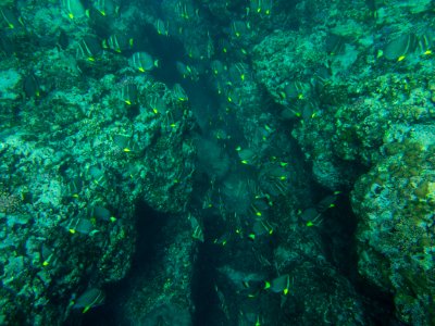 Marine Life Coral Reef Mauritius photo