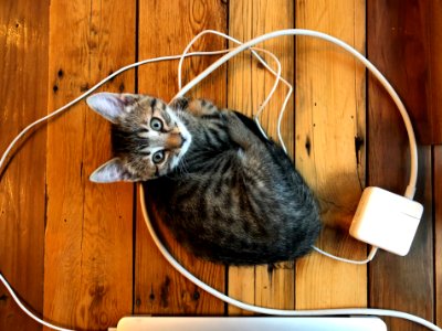 I'm Your Adapter
