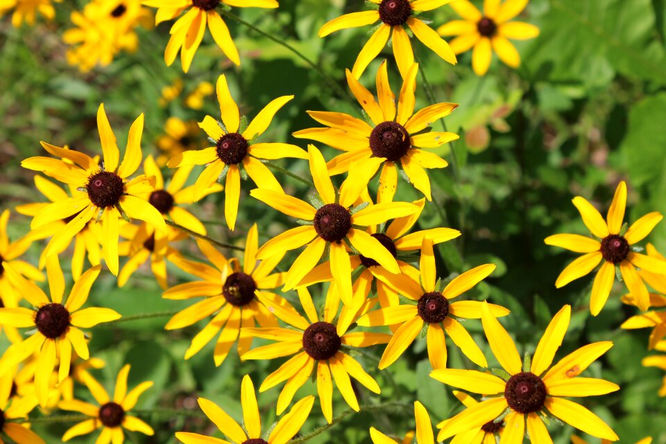 Flower nature plant