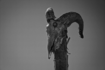 ram skull