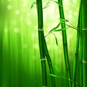 Bamboo green nature