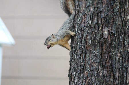 Squirrel nut tree photo