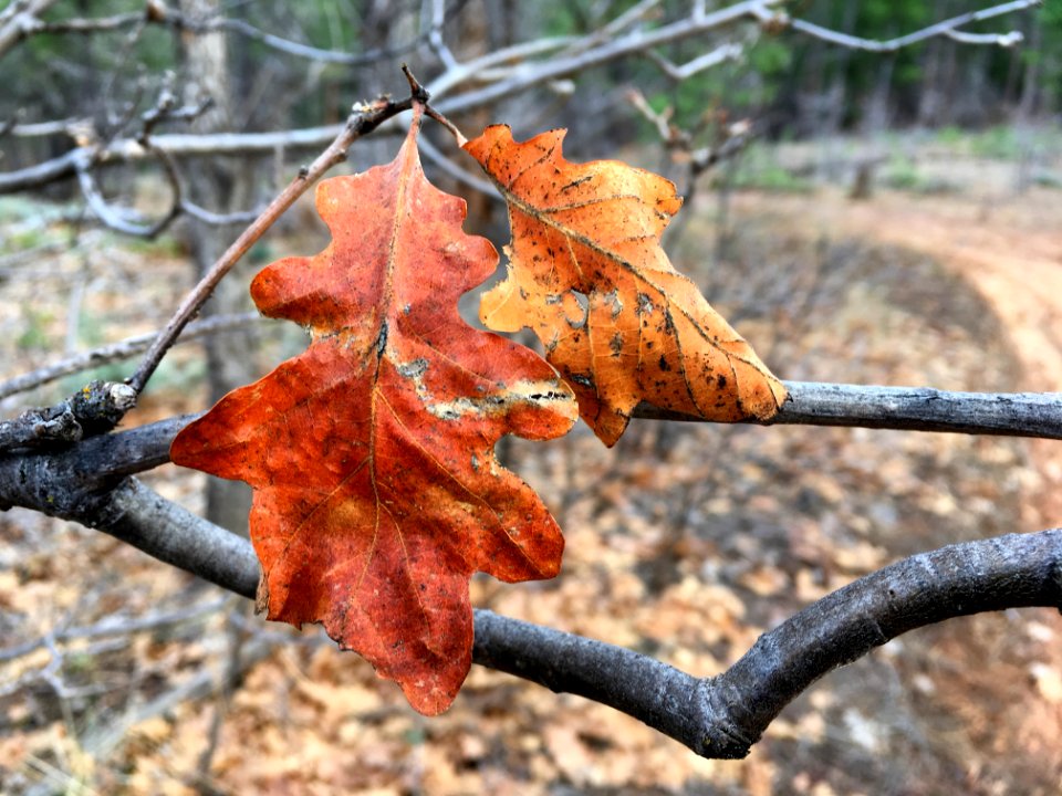 2017/365/42 Resisting the Seasons