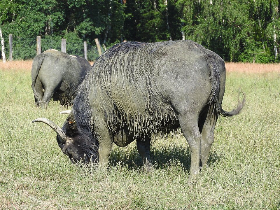 Water buffalo african buffalo wild animals