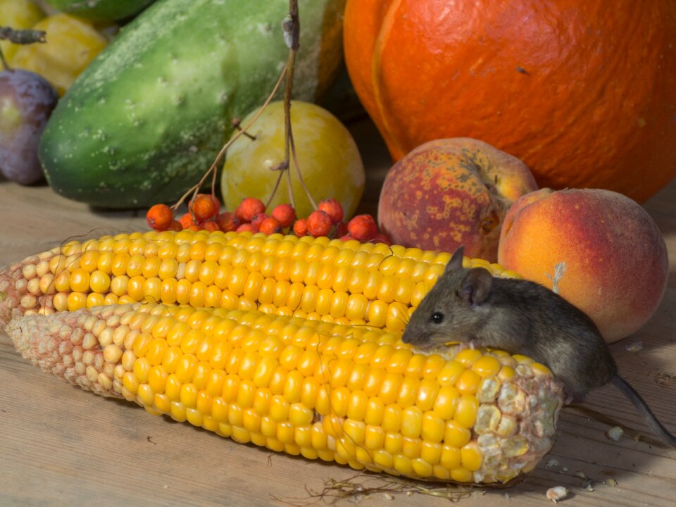 Nager animal portrait vegetables