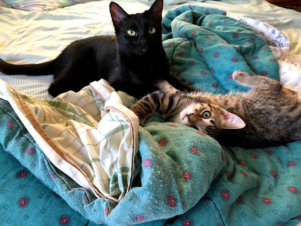 Hey! We Are Having a Meeting!