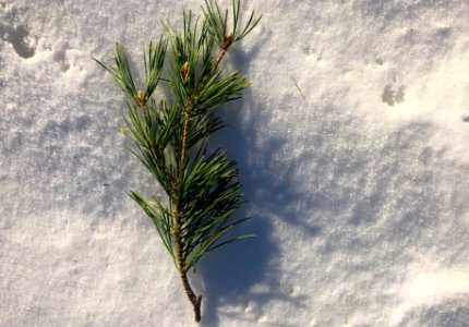 Pine and Snow