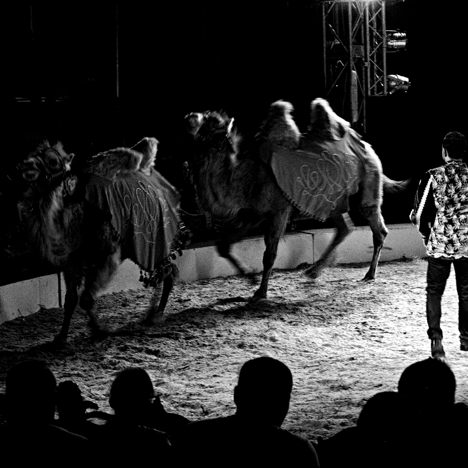 camels trained in circus