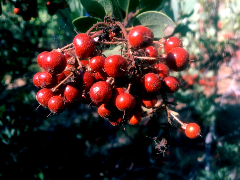Manzanita Does Translate as "Little Apple"