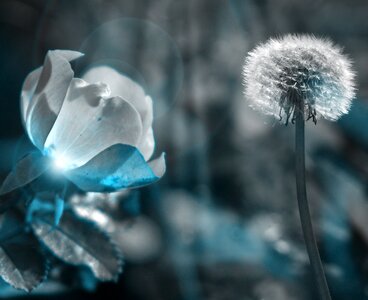 Glow dandelion nature