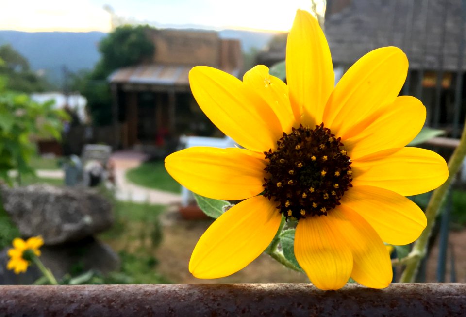 Sunflower at Rest