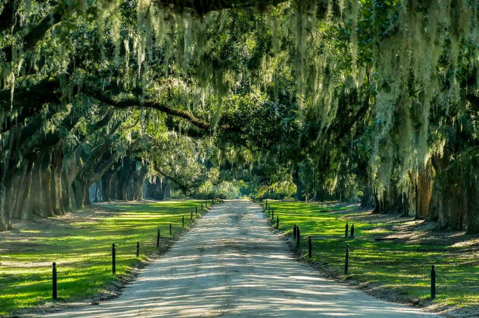 Avenue of Oaks Boone Plantation SC