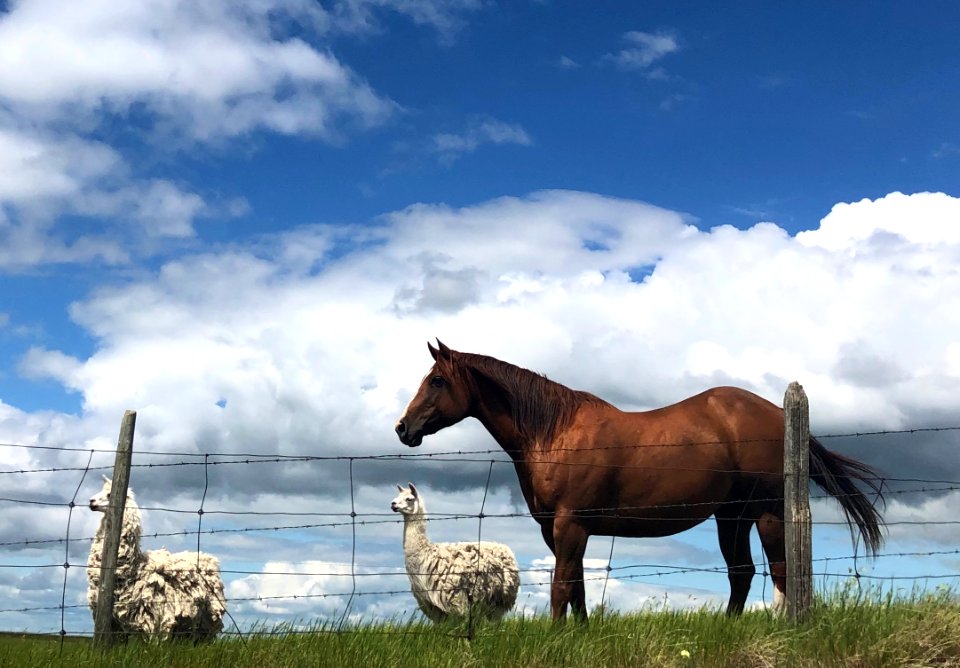 Shooing the Lllamas