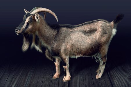 Domestic goat farm goatee