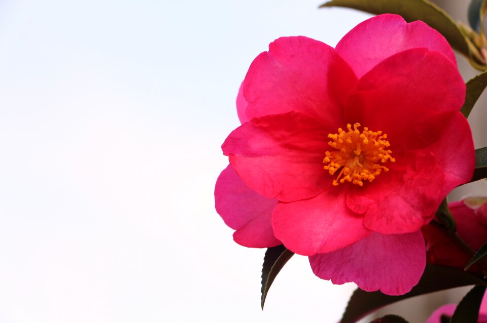 Nature plant pink flower