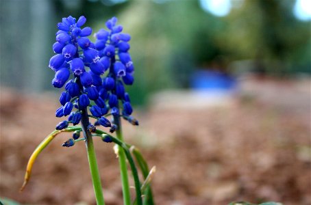 Grape Hyacinth