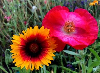 2019/365/254 Flower Buddies