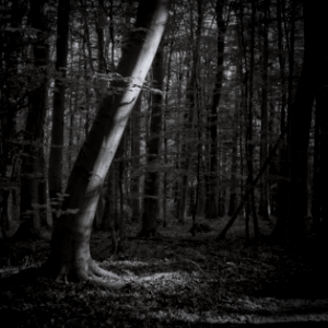 beech forest