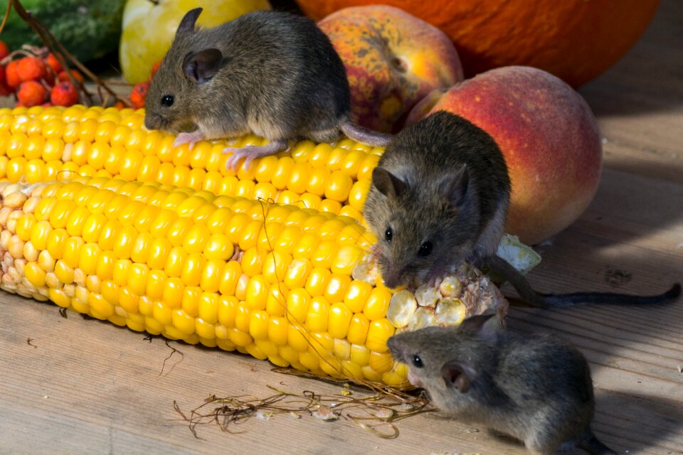 Nager animal portrait vegetables