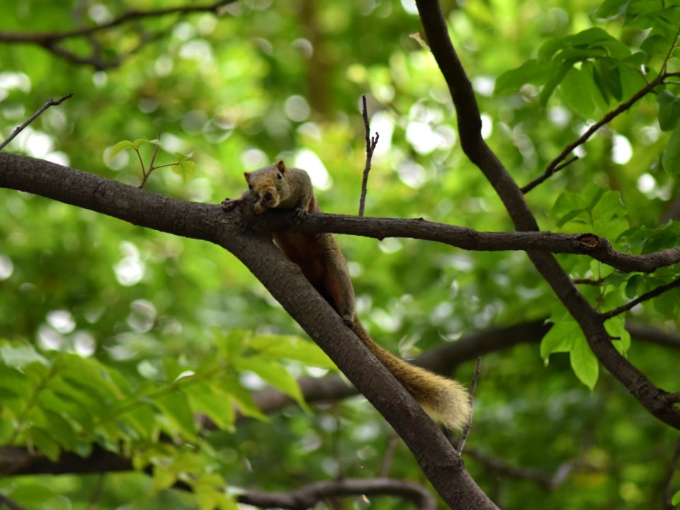 赤腹松鼠 Callosciurus erythraeus