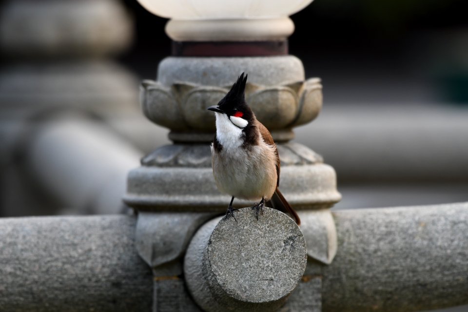 紅耳鵯 Red-whiskered Bulbul