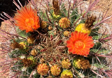 Flowering Barrel Cactus photo