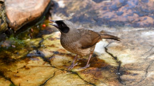 黑臉噪鶥 Masked Laughingthrush