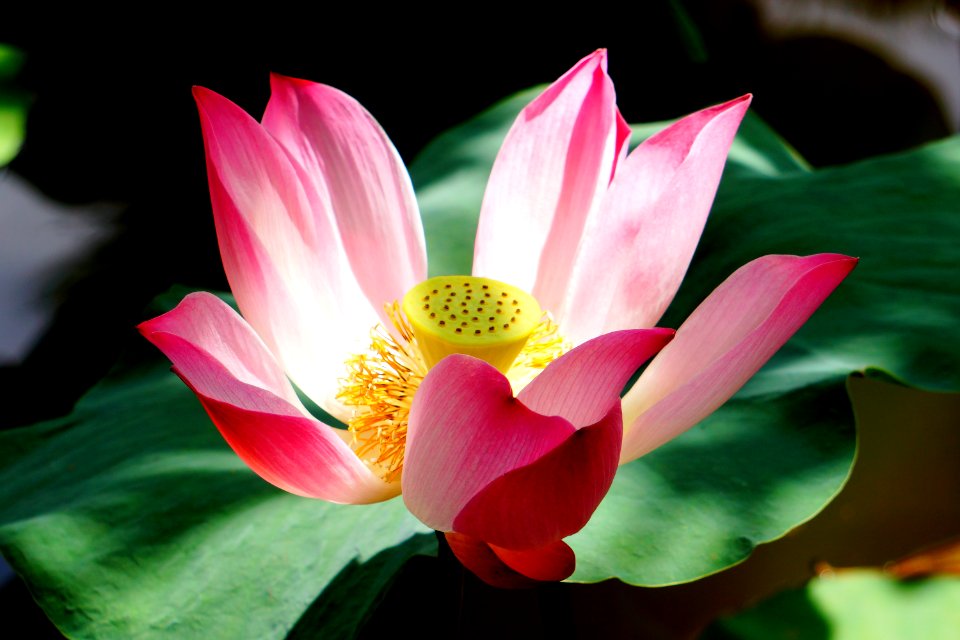 lotus flower
