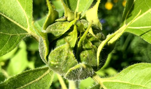 The Sunflower Will Rise photo