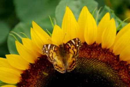 Sunflower & Butterfly photo