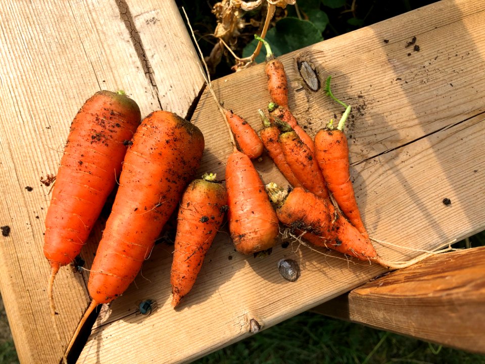 Home Grown Carrors