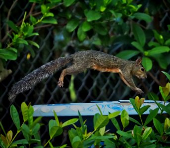 Rocky the flying squirrel.