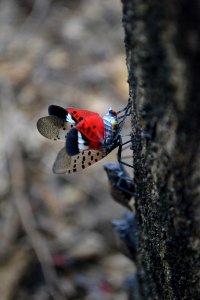 20180830-APHIS-TE-0383