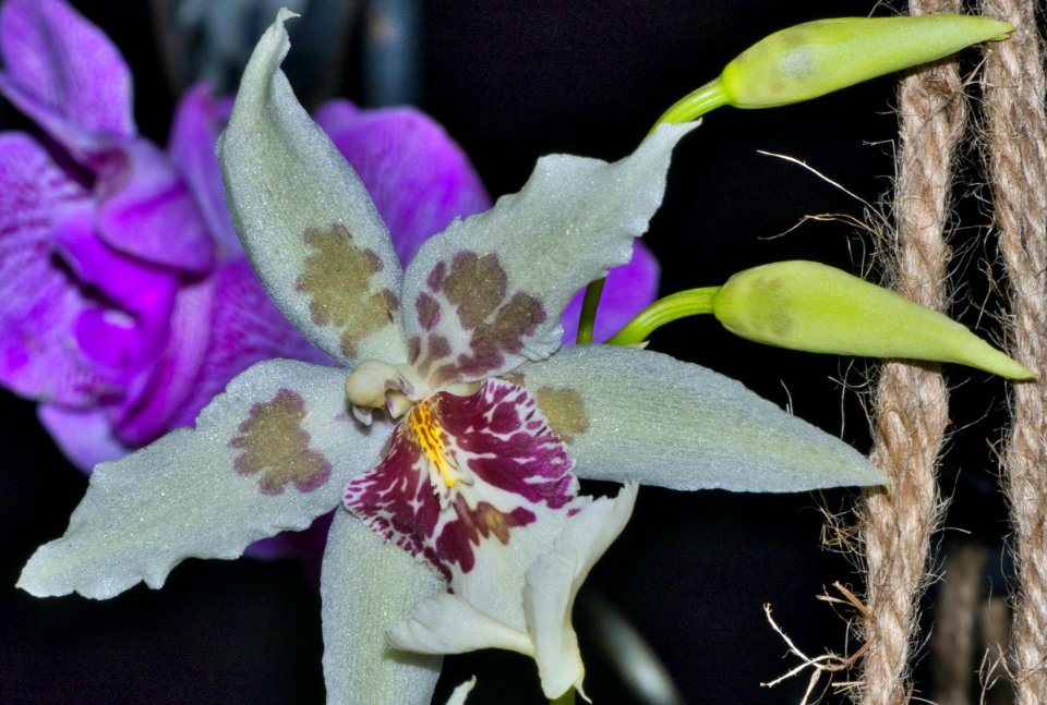 Oncidium orchid with buds.