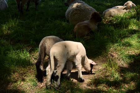 Lamb flock of sheep wool photo
