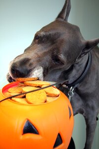 Treat stealing pumpkin photo