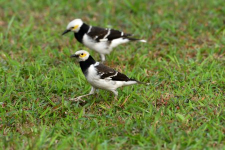 黑領椋鳥 Black-collared Starling
