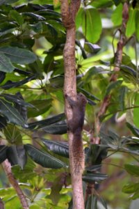 赤腹松鼠 Callosciurus erythraeus