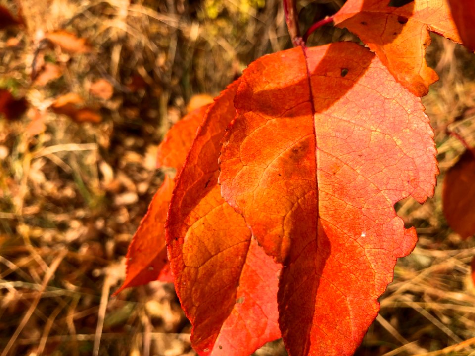 Reddish Orangey Red