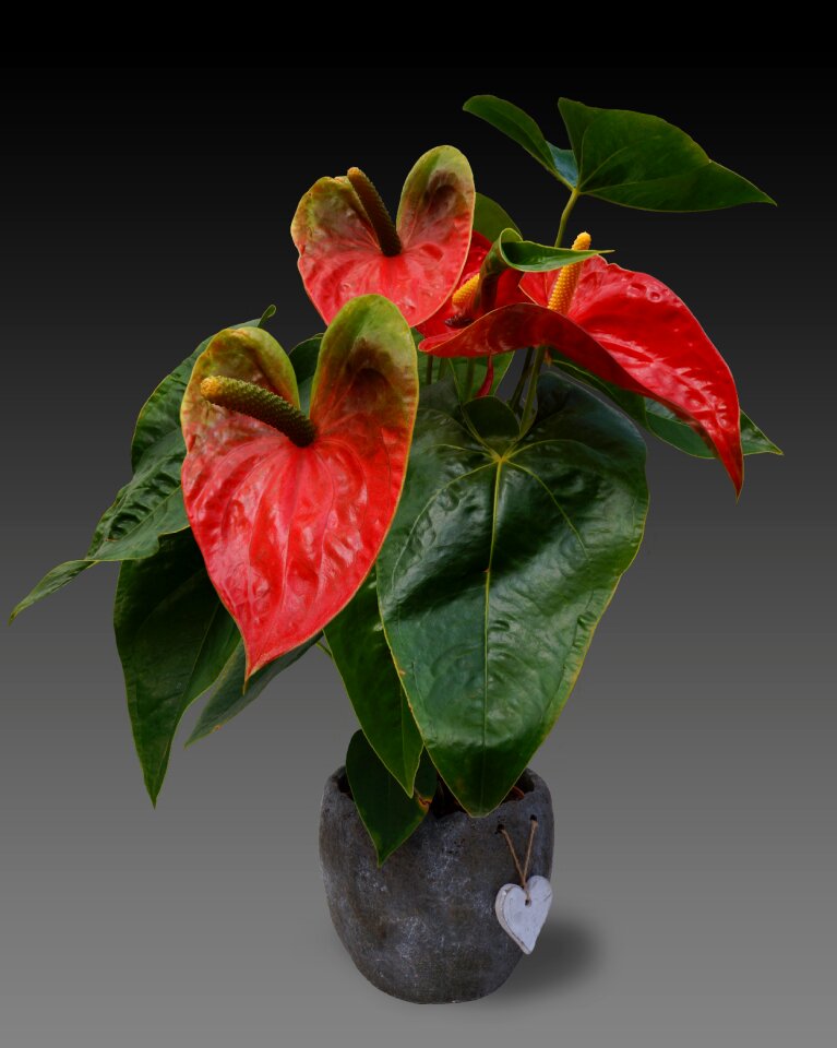Blossom bloom flamingo flower