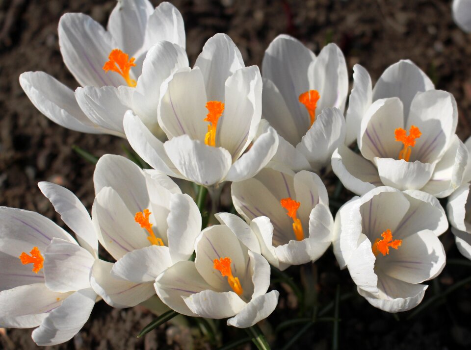 Spring bloom ornamental plant
