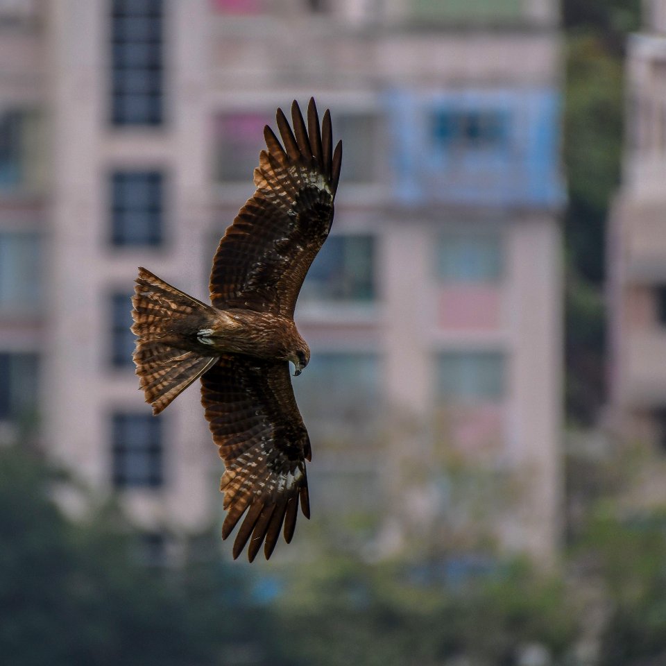 黑鳶 Black Kite
